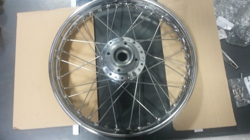 Wh lacingeel 003.jpg